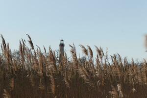 This is an image of Cape May Point lighthouse in the distance. The beautiful red top coming up above the tall brown grass in the field. This image and the colors remind me of the Fall season. photo