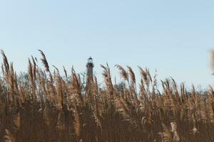 This is an image of Cape May Point lighthouse in the distance. The beautiful red top coming up above the tall brown grass in the field. This image and the colors remind me of the Fall season. photo
