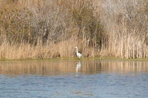 Great egret standing tall at the edge of the water. The white body standing out from the brown grass around. The bird's body reflecting in the calm water of the pond. His long neck out for food. photo