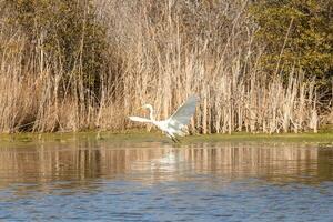 genial garceta tomando apagado en vuelo con su alas untado afuera. el blanco cuerpo en pie fuera desde el marrón césped. el aves colores reflejando en el calma agua de el estanque. su largo cuello fuera para alimento. foto