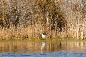 Great egret standing tall at the edge of the water. The white body standing out from the brown grass around. The bird's body reflecting in the calm water of the pond. His long neck out for food. photo