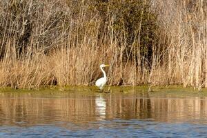 genial garceta en pie alto a el borde de el agua. el blanco cuerpo en pie fuera desde el marrón césped alrededor. el aves cuerpo reflejando en el calma agua de el estanque. su largo cuello fuera para alimento. foto