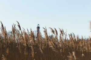 This is an image of Cape May Point lighthouse in the distance. The beautiful red top coming up above the tall brown grass in the field. This image and the colors remind me of the Fall season. photo