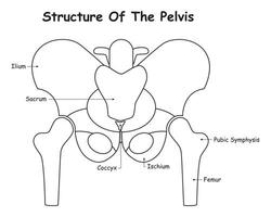 estructura de el pelvis vector diseño ilustración diagrama