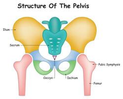 estructura de el pelvis vector diseño ilustración diagrama