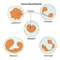 Human Blood Material Vector Design Diagram Illustration