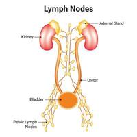 Lymph Nodes Science Design Vector Illustration Diagram