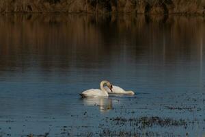 These two beautiful white swans were floating together across the pond. Their beautiful reflection with the ripples coming out. photo