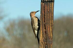 Pretty northern flicker came out to get some suet. He is a large type of woodpecker. His gold-colored feathers shine a bit in the sun. The black speckles throughout his plumage helps for camouflage. photo