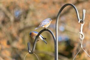 These two cute bluebirds came out to the shepherds hook. They look to be enjoying each others company. A meeting of two birds out together. The pretty rusty orange bellies with blue top feathers. photo
