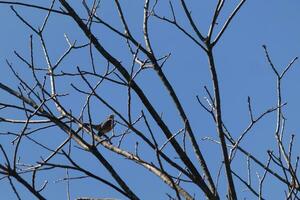 hermosa Robin encaramado en el árbol. su negro plumas mezcla en con el desnudo sucursales. su pequeño naranja barriga soportes afuera. el extremidades de el árbol hacer no tener hojas debido a el invierno estación. foto