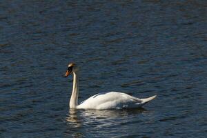 This beautiful swan is calmly swimming across this calm pond. The very long neck is reach out with her eyes looking around for food. The pretty orange beak is ready to scoop up whatever comes. photo