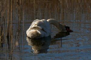 I love the look of this beautiful white swan swimming through this pond. The large white bird seems quite peaceful. The reflection under this avian is really pretty in the still water. photo