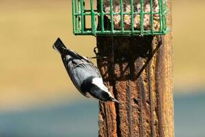 This little nuthatch bird came to the suet feeder for some food. This small bird has black and white colors like a penguin. He is clinging to the brown wooden post. photo