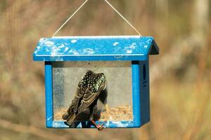 European starling coming to visit the bluebird feeder for mealworms. The bird is black and has white speckle. The feathers shine with a rainbow color like oil in water. These are invasive species. photo