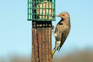 Pretty northern flicker came out to get some suet. He is a large type of woodpecker. His gold-colored feathers shine a bit in the sun. The black speckles throughout his plumage helps for camouflage. photo