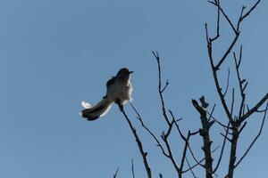 Mockingbird perched on branches of a tree. Feathers fluffy from the wind blowing him. The grey plumage built to blend in. The limbs are bare showing the Fall season. Pretty blue sky in the background. photo