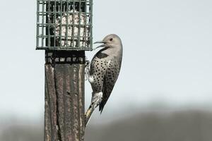 Pretty northern flicker came out to get some suet. He is a large type of woodpecker. His gold-colored feathers shine a bit in the sun. The black speckles throughout his plumage helps for camouflage. photo