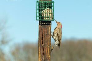 Pretty northern flicker came out to get some suet. He is a large type of woodpecker. His gold-colored feathers shine a bit in the sun. The black speckles throughout his plumage helps for camouflage. photo