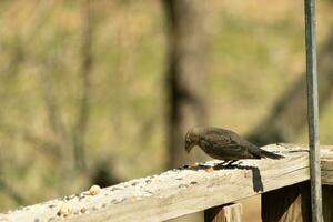 This cute little cowbird was sitting on the railing of the deck surrounded by birdseed. This is a female bird due to the brown plumage. The little light brown head adds to the different tones. photo