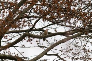 This beautiful red-bellied woodpecker sat perched on the branch of the tree. The little red head sticks out with white body. The tree he is in has dark park and pretty brown flower buds. photo