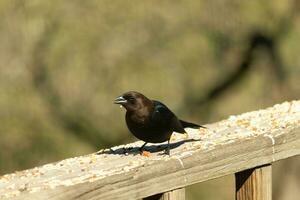 This cute little cowbird was sitting on the railing of the deck surrounded by birdseed. This is a male bird due to the darker black plumage. The little brown head adds to the different tones. photo