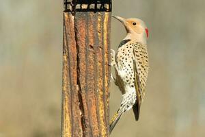 Pretty northern flicker came out to get some suet. He is a large type of woodpecker. His gold-colored feathers shine a bit in the sun. The black speckles throughout his plumage helps for camouflage. photo