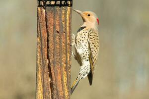 Pretty northern flicker came out to get some suet. He is a large type of woodpecker. His gold-colored feathers shine a bit in the sun. The black speckles throughout his plumage helps for camouflage. photo