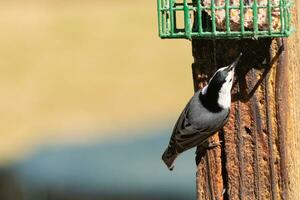 This little nuthatch bird came to the suet feeder for some food. This small bird has black and white colors like a penguin. He is clinging to the brown wooden post. photo