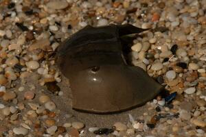 This piece of horseshoe crab shell is sitting on the Cape May beach with shiny smooth pebbles all around. photo