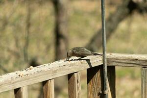 esta linda pequeño cowbird estaba sentado en el barandilla de el cubierta rodeado por alpiste. esta es un hembra pájaro debido a el marrón plumaje. el pequeño ligero marrón cabeza agrega a el diferente tonos foto