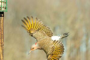 This beautiful northern flicker was coming in for a landing when this photo was taken. His pretty yellow wings stretched out with black stripes doing through. This is a larger type of woodpecker.
