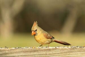 Female cardinal coming out to the wooden railing for birdseed. Her brown feathers are designed for camouflage as opposed to the bright red of the male. Her little orange beak pointed outward. photo