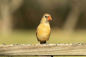 Female cardinal coming out to the wooden railing for birdseed. Her brown feathers are designed for camouflage as opposed to the bright red of the male. Her little orange beak pointed outward. photo