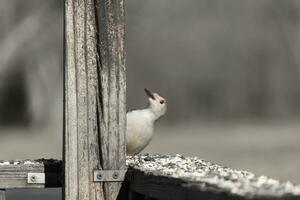 This cute little red-bellied woodpecker was peeking out from behind the wooden post making sure everything was safe. With his little white body red head this avian has arrived for some food. photo