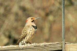 Northern flicker posing on the railing. His chest puffed out and looking stoic. His gold plumage with black speckles helps for camouflage. The little black bib stands out. This is a large woodpecker. photo