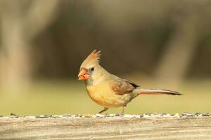 Female cardinal coming out to the wooden railing for birdseed. Her brown feathers are designed for camouflage as opposed to the bright red of the male. Her little orange beak pointed outward. photo