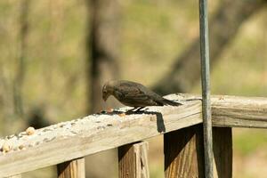 This cute little cowbird was sitting on the railing of the deck surrounded by birdseed. This is a female bird due to the brown plumage. The little light brown head adds to the different tones. photo