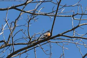 Beautiful robin perched in the tree. His black feathers blending in with the bare branches. His little orange belly stands out. The limbs of the tree do not have leaves due to the winter season. photo