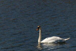 This beautiful swan is calmly swimming across this calm pond. The very long neck is reach out with her eyes looking around for food. The pretty orange beak is ready to scoop up whatever comes. photo