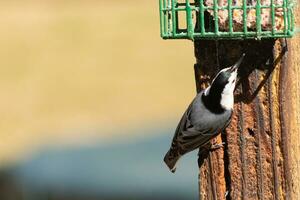 This little nuthatch bird came to the suet feeder for some food. This small bird has black and white colors like a penguin. He is clinging to the brown wooden post. photo