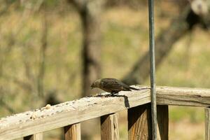 This cute little cowbird was sitting on the railing of the deck surrounded by birdseed. This is a female bird due to the brown plumage. The little light brown head adds to the different tones. photo