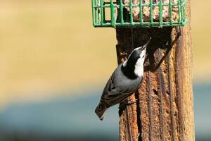 This little nuthatch bird came to the suet feeder for some food. This small bird has black and white colors like a penguin. He is clinging to the brown wooden post. photo