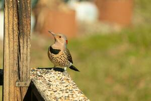 Northern flicker posing on the railing. His chest puffed out and looking stoic. His gold plumage with black speckles helps for camouflage. The little black bib stands out. This is a large woodpecker. photo