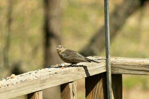 This cute little cowbird was sitting on the railing of the deck surrounded by birdseed. This is a female bird due to the brown plumage. The little light brown head adds to the different tones. photo