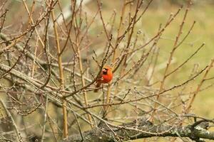 This pretty male cardinal is perched in the peach tree for safety. This bright red bird is trying to blend in. To be camouflaged in the branches. The limbs are without leaves due to the Fall season. photo