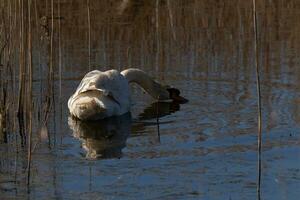 yo amor el Mira de esta hermosa blanco cisne nadando mediante esta estanque. el grande blanco pájaro parece bastante pacífico. el reflexión debajo esta aviar es De Verdad bonito en el todavía agua. foto