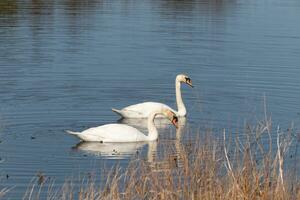 estos dos hermosa cisnes fueron flotante a través de el estanque cuando yo tomó esta fotografía. bonito reflexión y ondas viniendo desde a ellos. foto