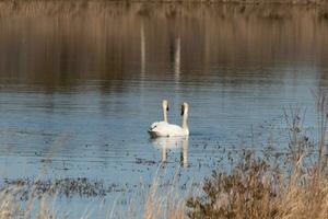 estos dos hermosa cisnes fueron flotante a través de el estanque cuando yo tomó esta fotografía. bonito reflexión y ondas viniendo desde a ellos. foto