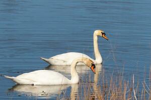 These two beautiful swans were floating across the pond when I took this picture. Pretty reflection and ripples coming from them. photo